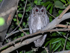 Balsas Screech-Owl photo 3