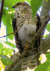 Accipiter tachiro