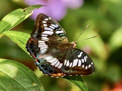 Euthalia adonia pinwilli