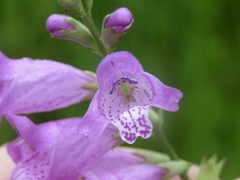 Physostegia longisepala