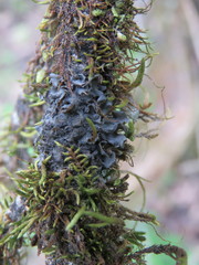Collema flaccidum