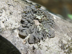 Collema flaccidum