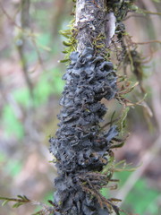 Collema flaccidum