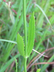Physostegia longisepala