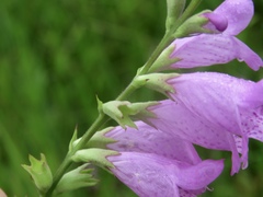 Physostegia longisepala