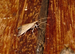 Autocharis marginata