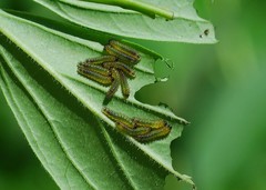 Apareophora forsythiae