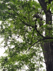 Robinia pseudoacacia