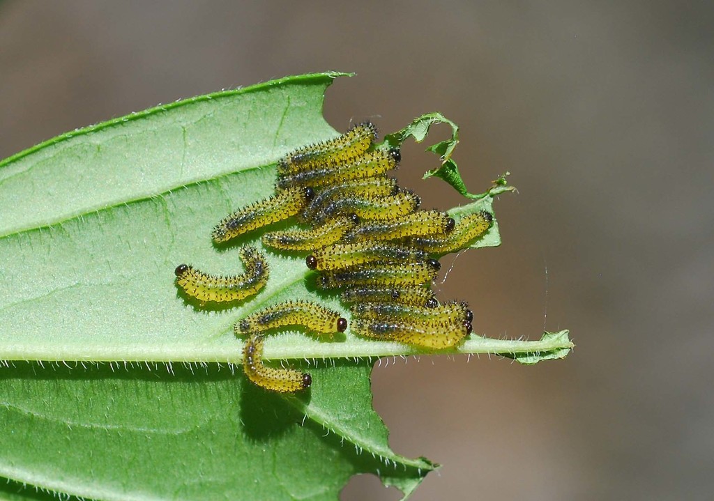 Apareophora forsythiae
