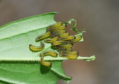 Apareophora forsythiae