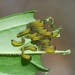 Apareophora forsythiae - Photo (c) Paul B., some rights reserved (CC BY-NC-ND), uploaded by Paul B.