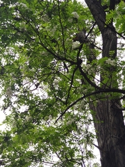 Robinia pseudoacacia