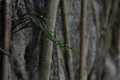 Psilotum complanatum