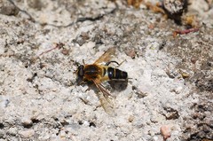 Helophilus eristaloidea