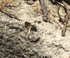 Helophilus eristaloidea
