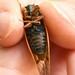 Little 13-Year Cicada - Photo (c) Hannah Girgente, some rights reserved (CC BY-NC), uploaded by Hannah Girgente
