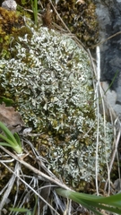 Cladonia foliacea