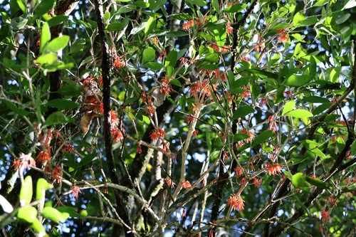 Amyema artensis observed 2024-05-16
