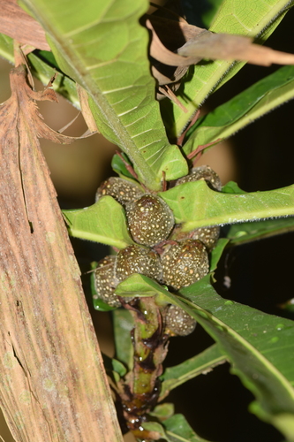 Ficus pseudopalma Blanco
