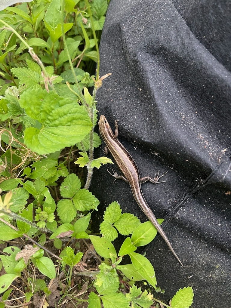 Common Five-lined Skink from Chews Branch Rd, Owings, MD, US on May 16 ...