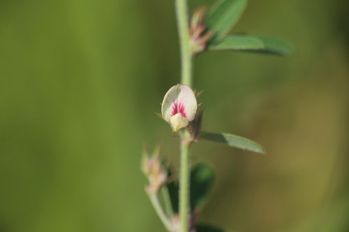 Lespedeza daurica iNat (3)