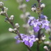 Vitex trifolia - Photo (c) 羅元甫, algunos derechos reservados (CC BY-NC), subido por 羅元甫