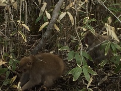 Macaca fuscata fuscata