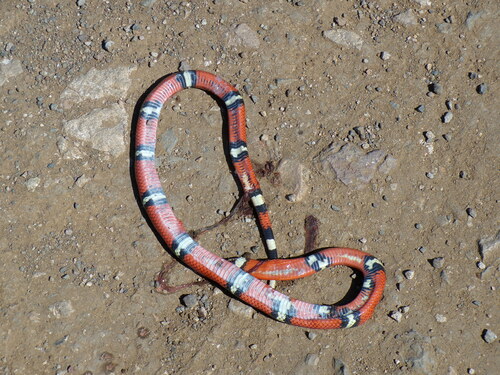 West Mexican Milksnake