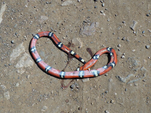 West Mexican Milksnake