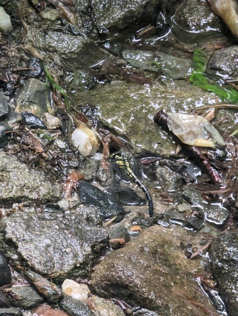 Southern Pygmy Clubtail
