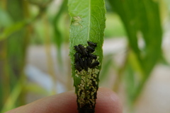 Chrysomela vigintipunctata