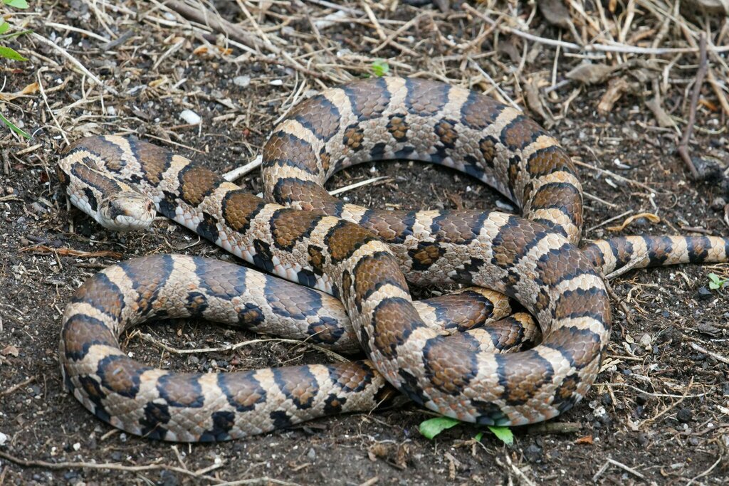 Eastern Milksnake from North Hero, VT 05474, USA on May 16, 2024 by ...