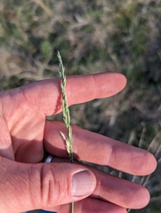 Prairie bluegrass (Poa arida)