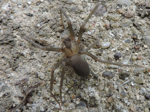 brown recluse