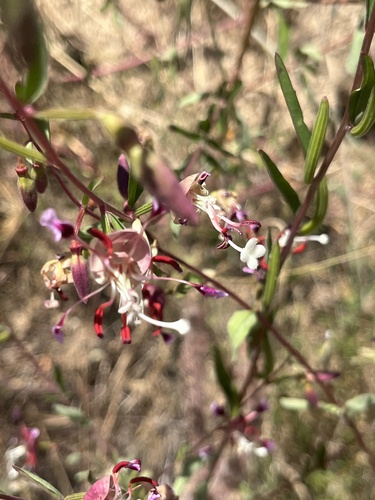 Springville clarkia (Clarkia springvillensis)