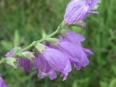 Physostegia longisepala