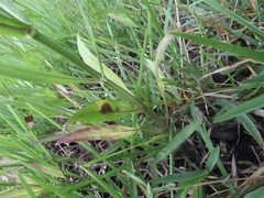 Physostegia longisepala