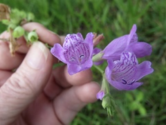 Physostegia longisepala