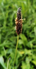 Plantago lanceolata