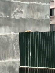 Passer domesticus