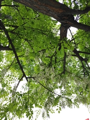 Robinia pseudoacacia