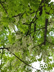 Robinia pseudoacacia