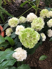 Hydrangea macrophylla