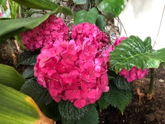 Hydrangea macrophylla