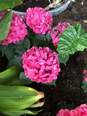 Hydrangea macrophylla