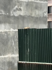 Passer domesticus