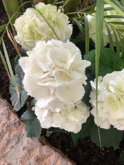 Hydrangea macrophylla