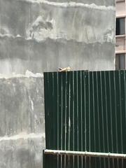 Passer domesticus