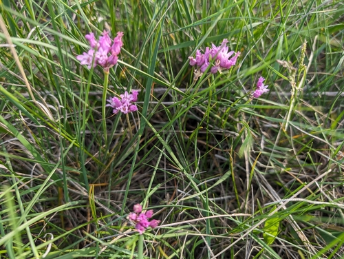 Plains onion (Allium perdulce)