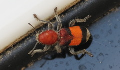 Enoclerus ichneumoneus